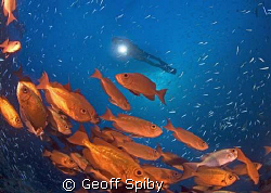 a school of bigeyes amongst the baitfish by Geoff Spiby 